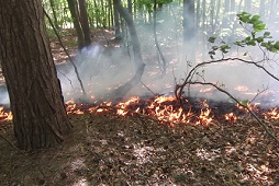 Forest Fire at Bromehill
